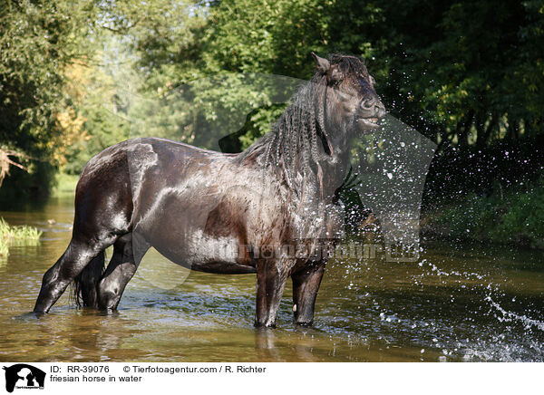 friesian horse in water / RR-39076