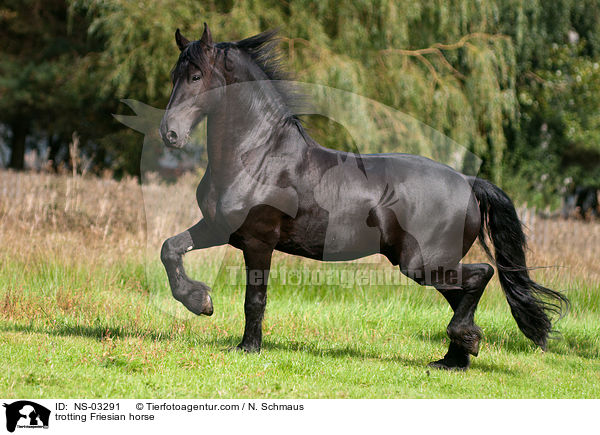 trotting Friesian horse / NS-03291