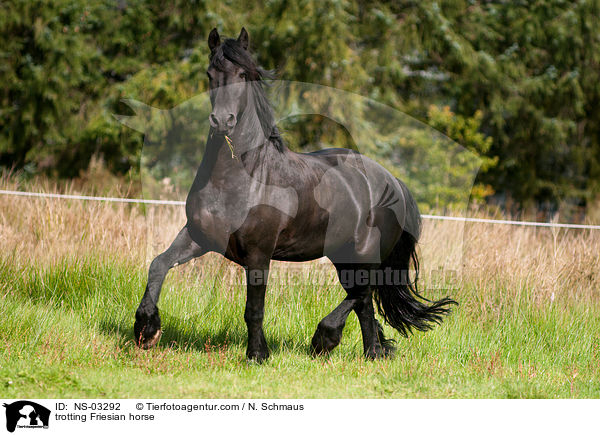 trotting Friesian horse / NS-03292