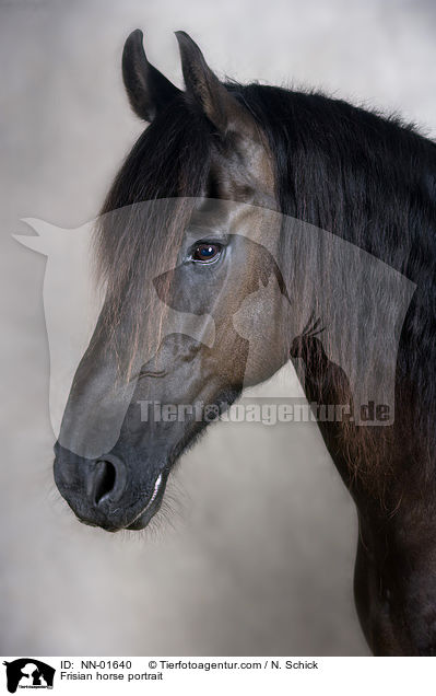 Frisian horse portrait / NN-01640