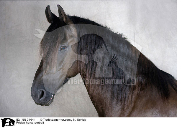 Frisian horse portrait / NN-01641