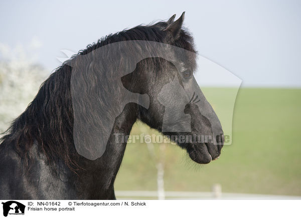 Frisian horse portrait / NN-01642