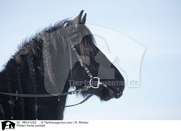 Frisian horse portrait / RR-41232
