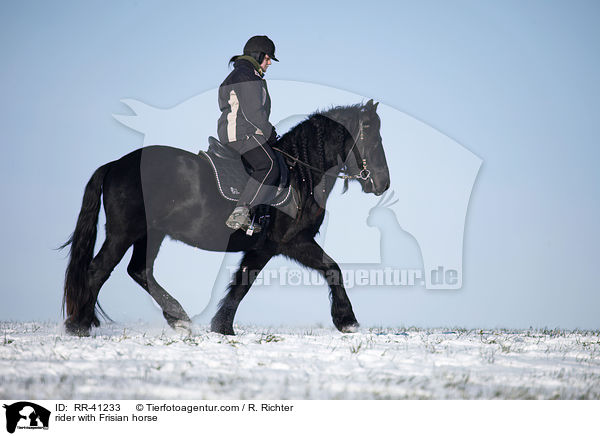 rider with Frisian horse / RR-41233
