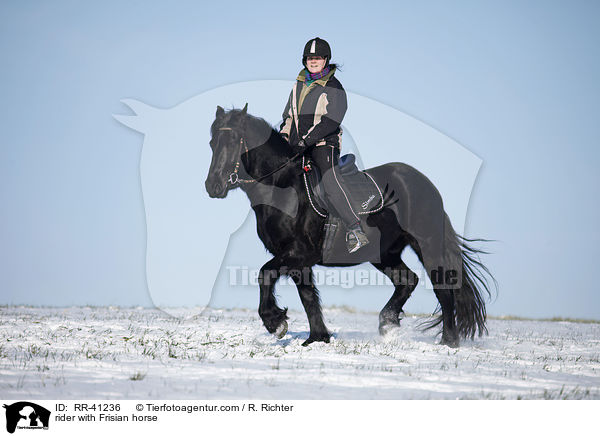 rider with Frisian horse / RR-41236