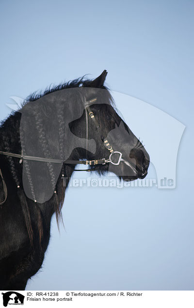Frisian horse portrait / RR-41238