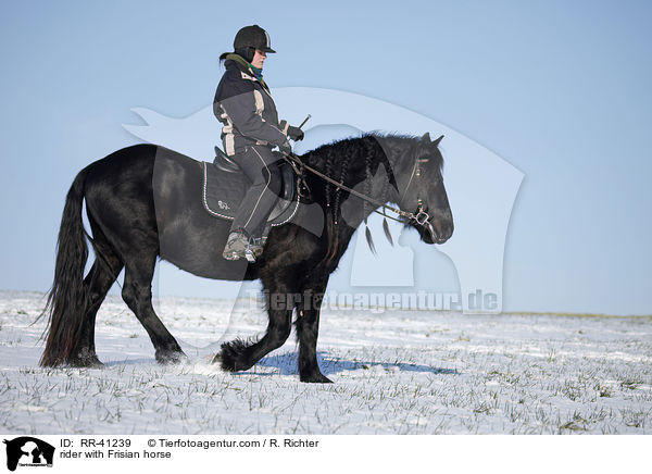 rider with Frisian horse / RR-41239
