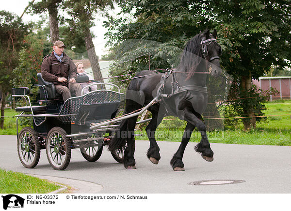 Friese vor der Kutsche / Frisian horse / NS-03372