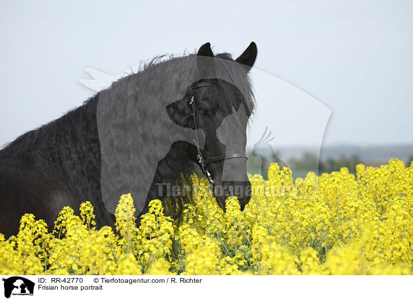 Frisian horse portrait / RR-42770