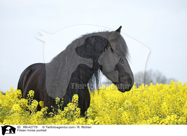 Frisian horse portrait / RR-42776