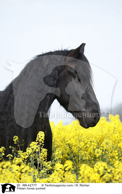 Frisian horse portrait / RR-42777