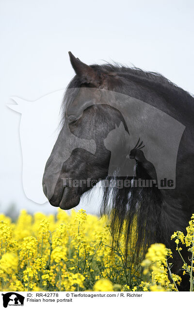 Frisian horse portrait / RR-42778