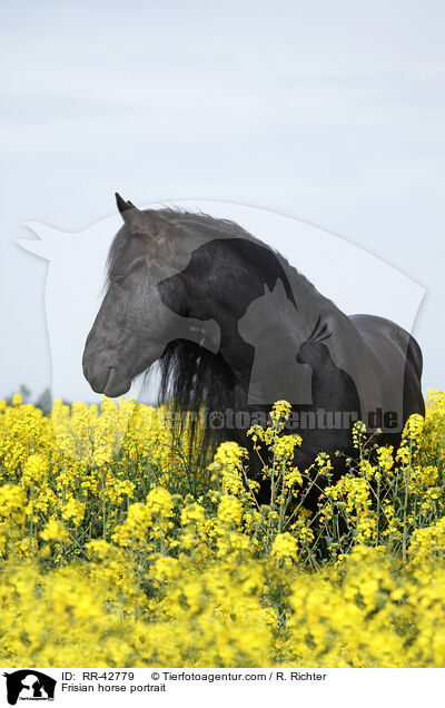 Frisian horse portrait / RR-42779