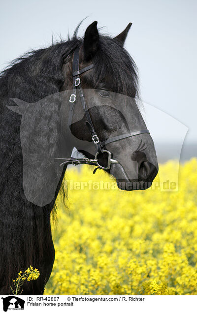Frisian horse portrait / RR-42807