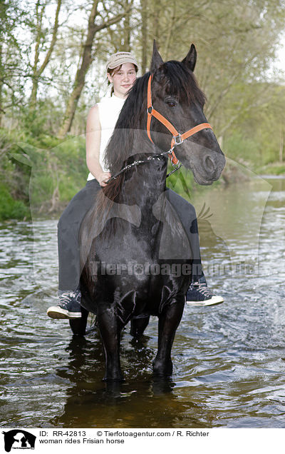 woman rides Frisian horse / RR-42813