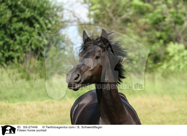 Frisian horse portrait / SS-27448