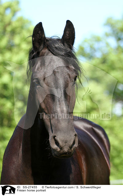 Frisian horse portrait / SS-27455
