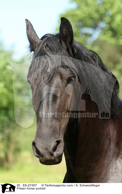Frisian horse portrait / SS-27457