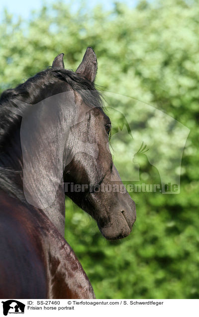 Frisian horse portrait / SS-27460