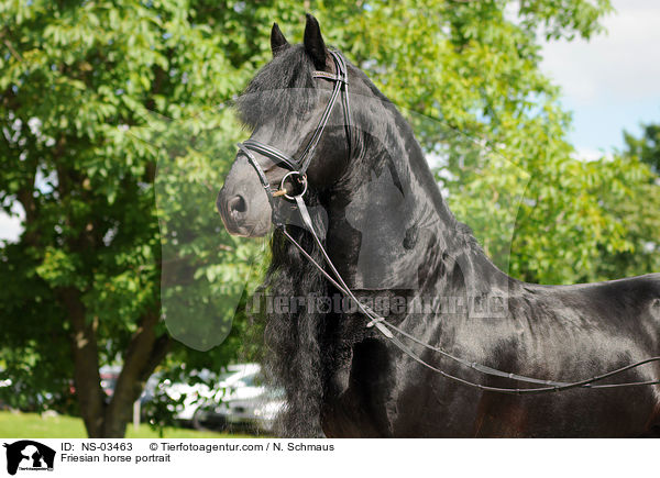 Friesian horse portrait / NS-03463