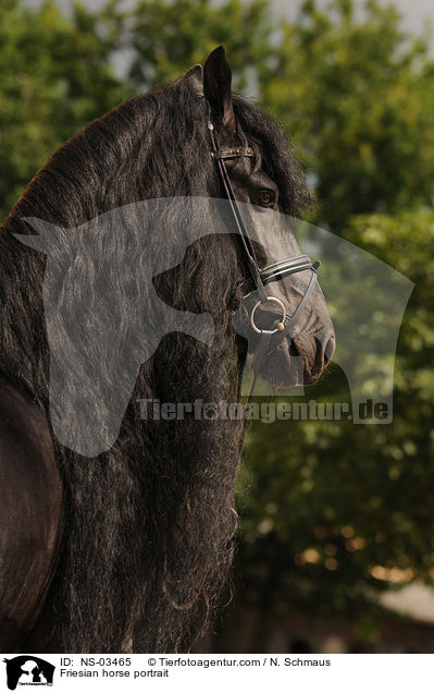 Friesian horse portrait / NS-03465