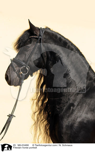 Friesian horse portrait / NS-03466