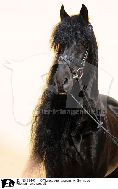 Friesian horse portrait / NS-03467