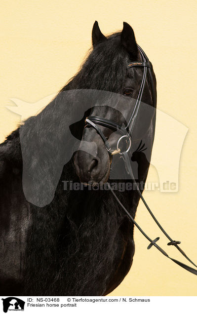 Friesian horse portrait / NS-03468