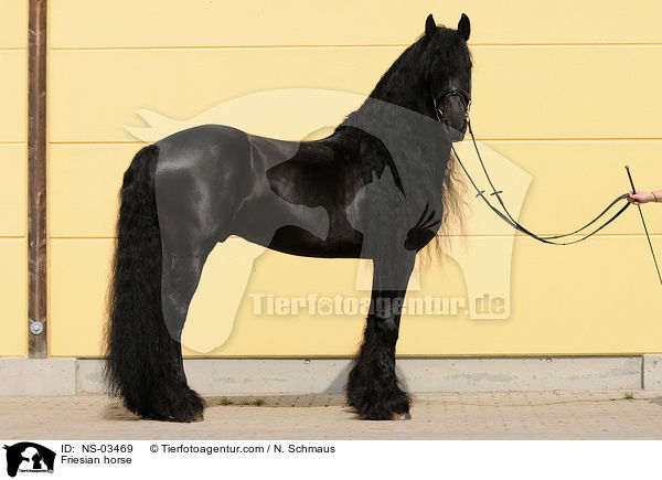 Friesian horse / NS-03469