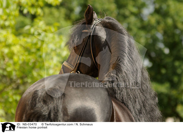 Friesian horse portrait / NS-03470