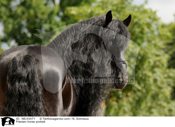 Friesian horse portrait / NS-03471