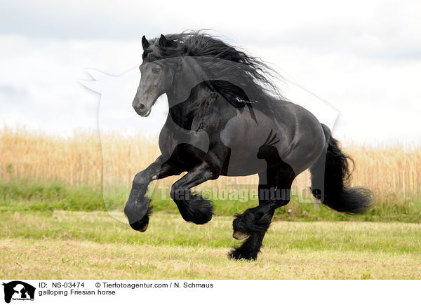 galloping Friesian horse / NS-03474