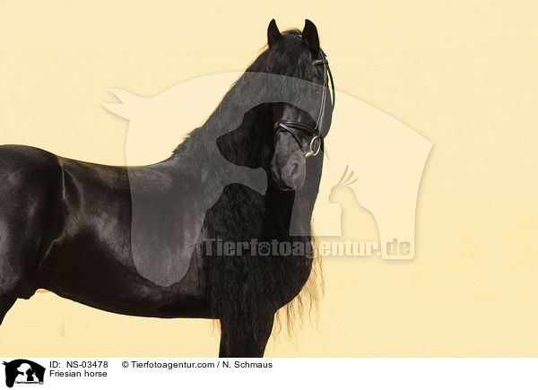 Friesian horse / NS-03478