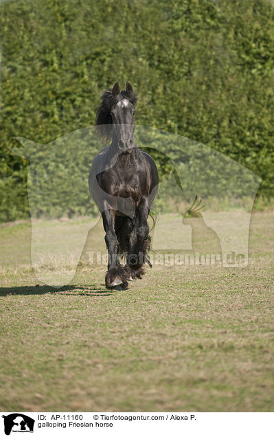 galloping Friesian horse / AP-11160