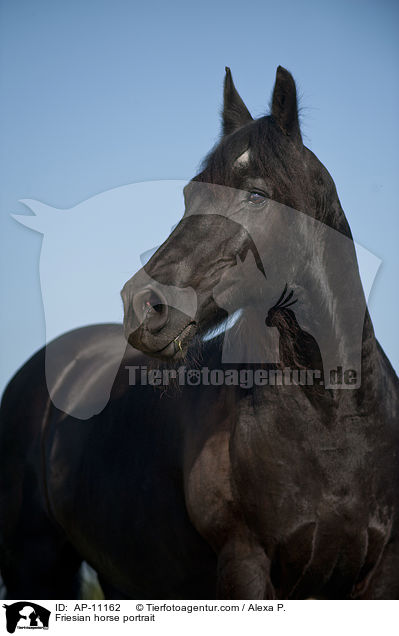 Friesian horse portrait / AP-11162