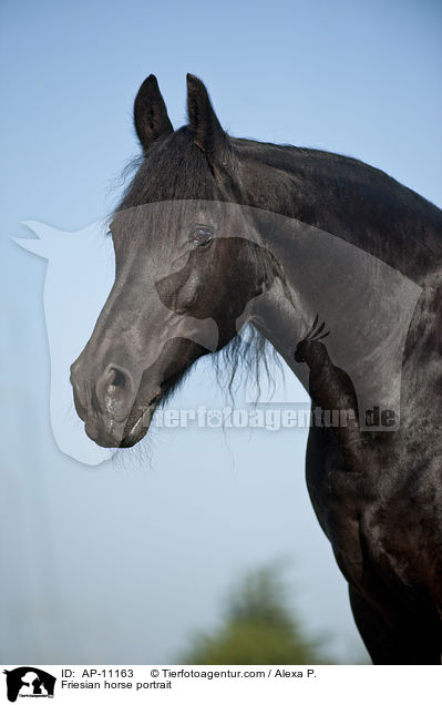 Friesian horse portrait / AP-11163