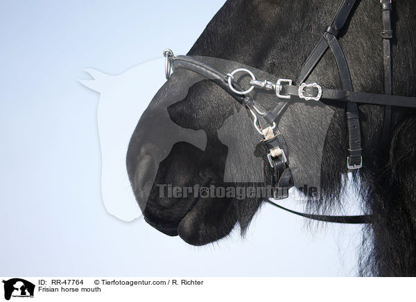 Frisian horse mouth / RR-47764