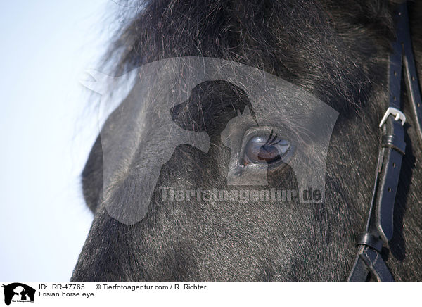 Frisian horse eye / RR-47765