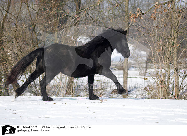 galloping Frisian horse / RR-47771