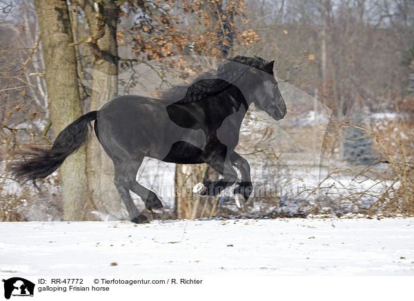 galloping Frisian horse / RR-47772