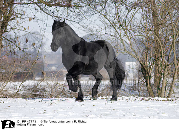 trotting Frisian horse / RR-47773