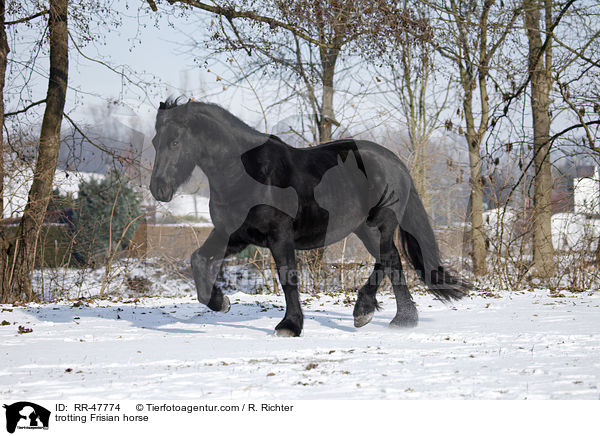 trotting Frisian horse / RR-47774
