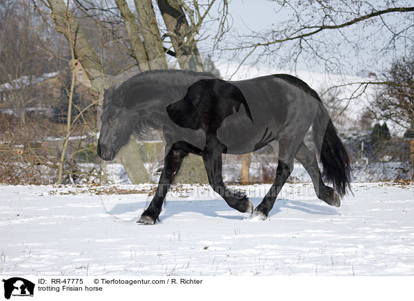 trotting Frisian horse / RR-47775