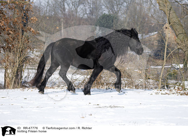 trotting Frisian horse / RR-47776