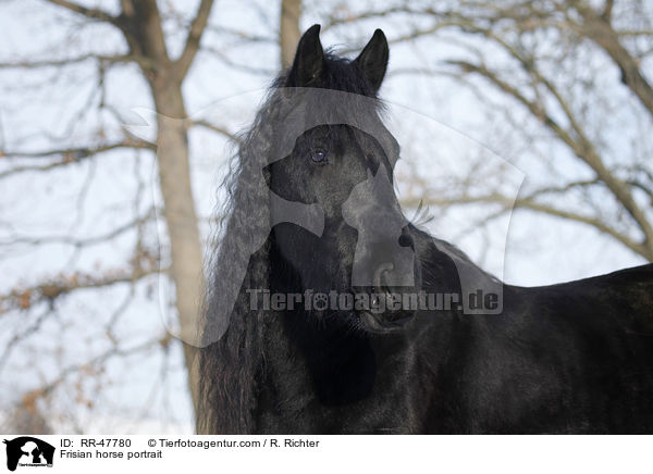 Frisian horse portrait / RR-47780