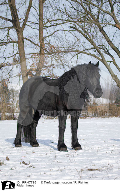 Frisian horse / RR-47789