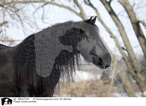 Frisian horse portrait / RR-47791