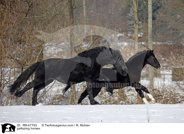galloping horses / RR-47793