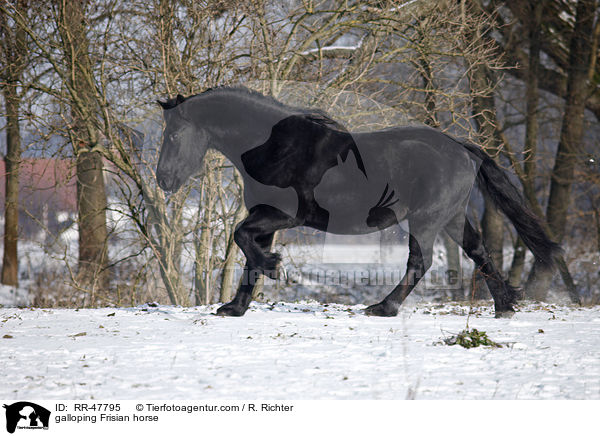 galloping Frisian horse / RR-47795