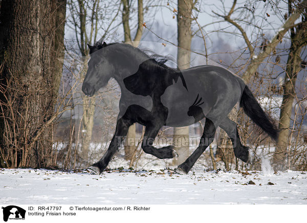 trotting Frisian horse / RR-47797